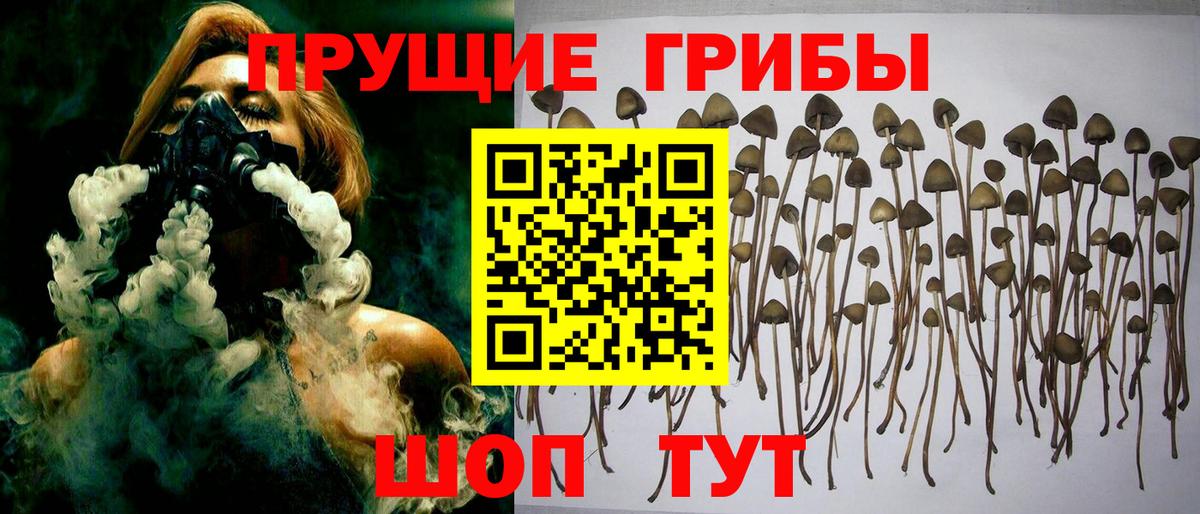 Галлюциногенные грибы Cubensis Архангельск